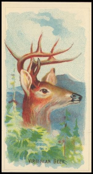D8 Virginian Deer.jpg